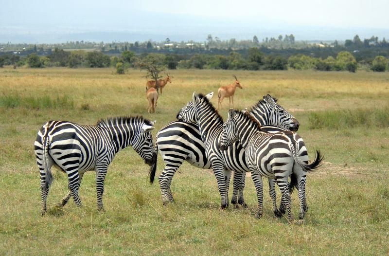 1707-肯亞-山布魯公園-斑馬