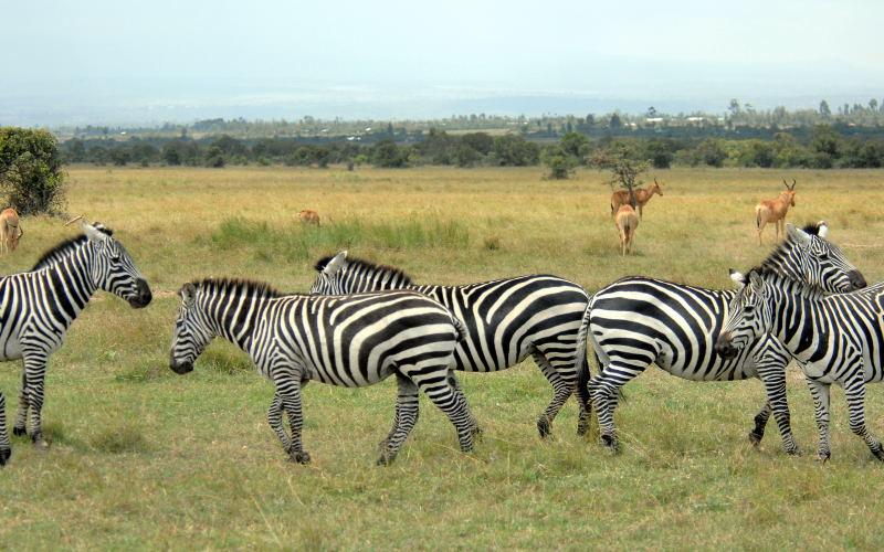 1711-肯亞-山布魯公園-斑馬