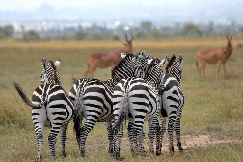 1737-肯亞-山布魯公園-斑馬