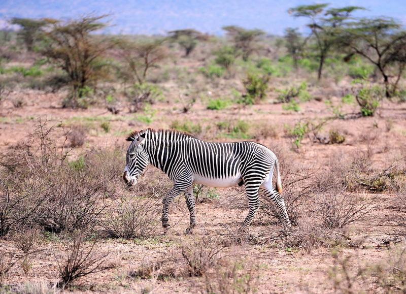 1751-肯亞-山布魯公園-斑馬
