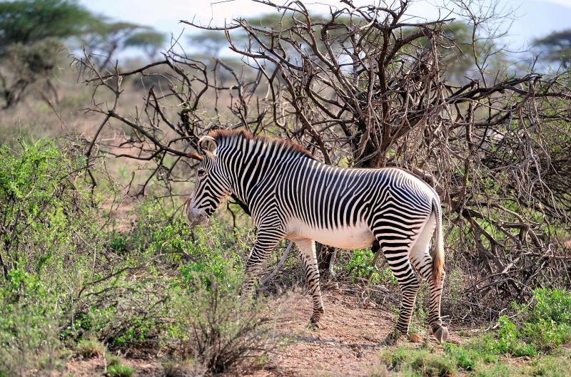 1771-肯亞-山布魯公園-斑馬
