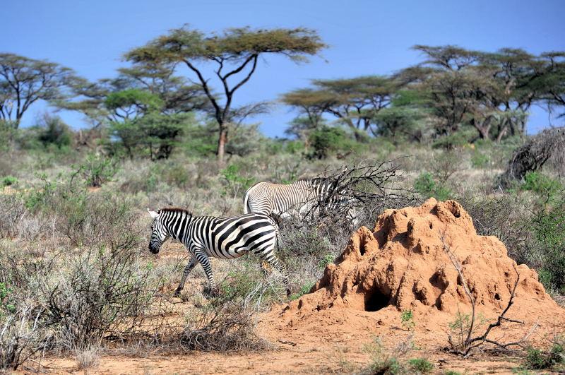 1780-肯亞-山布魯公園-斑馬