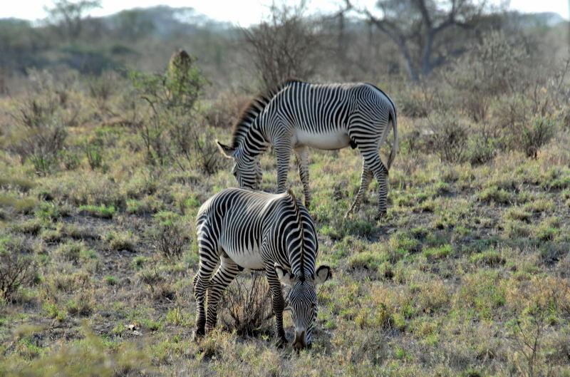 1797-肯亞-山布魯公園-斑馬