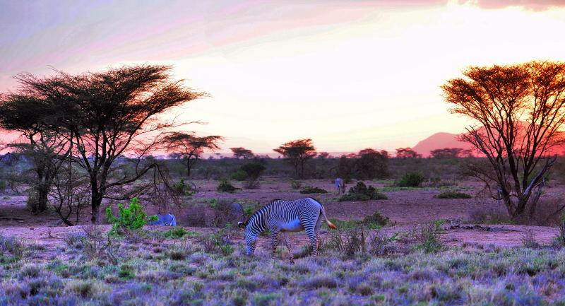 1798-肯亞-山布魯公園-斑馬