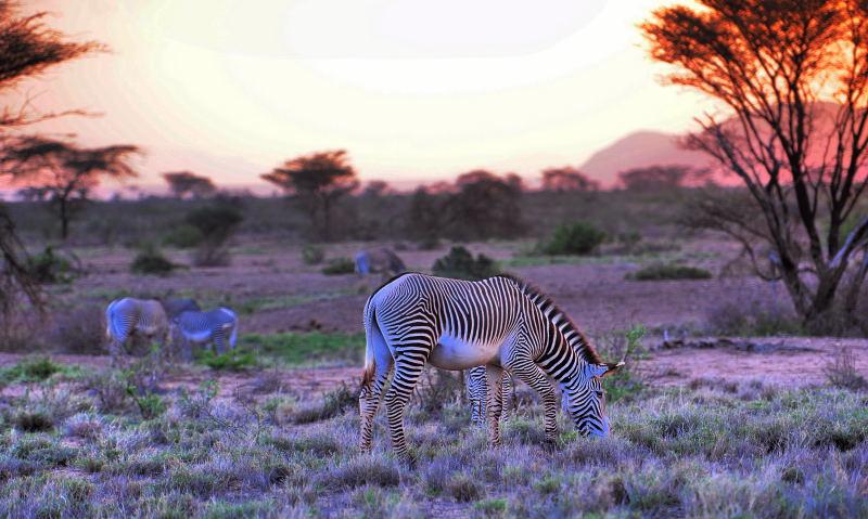 1799-肯亞-山布魯公園-斑馬