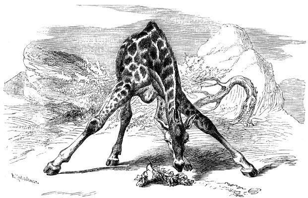 2103-長頸鹿的飲水姿勢-維基百科