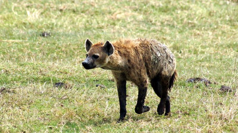 2278-斑點鬣狗-山布魯國家公園