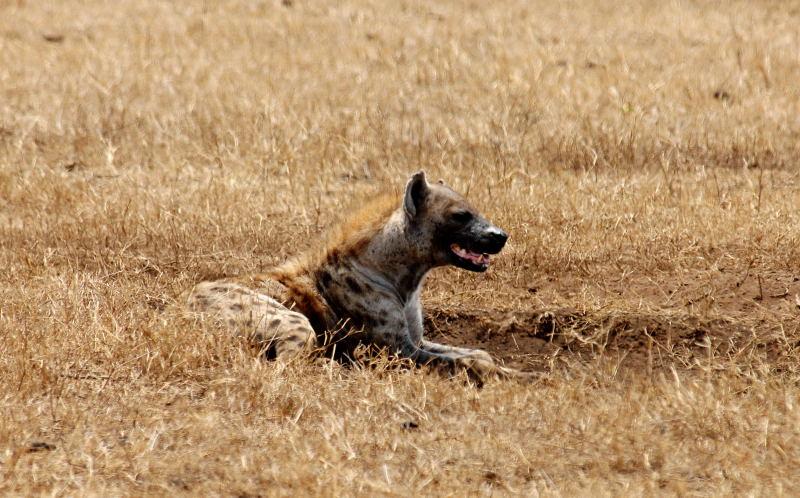 2284-斑點鬣狗-山布魯國家公園