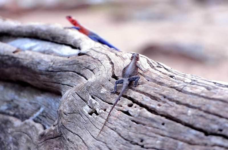 3205-馬賽馬拉公園-邊界關卡-彩色蜥蜴