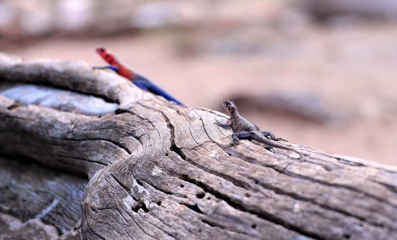 3208-馬賽馬拉公園-邊界關卡-彩色蜥蜴