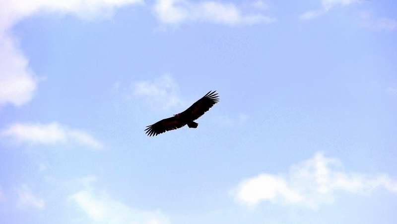 2312-禿鷹與禿鷲-馬賽馬拉公園