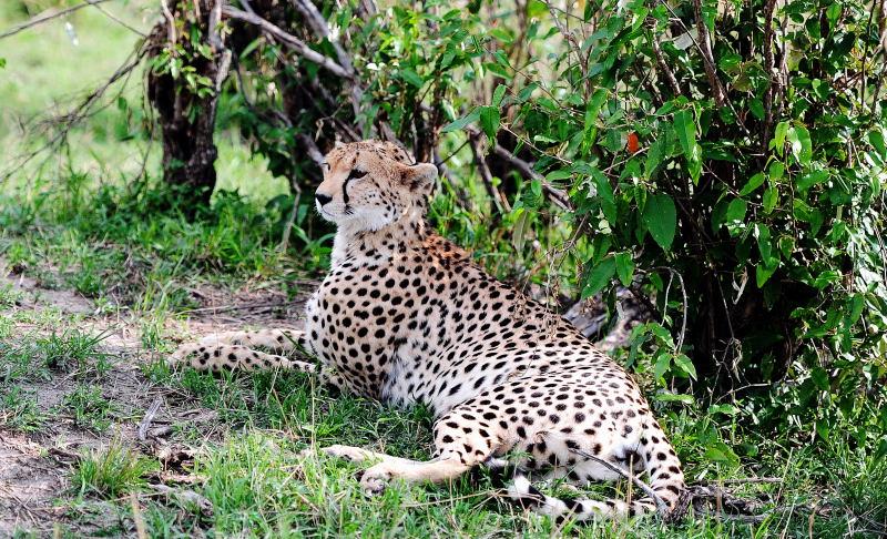 2605-獵豹-馬賽馬拉國家公園-肯亞