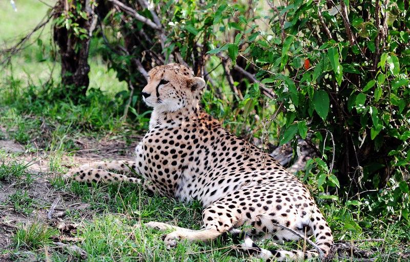 2608-獵豹-馬賽馬拉國家公園-肯亞
