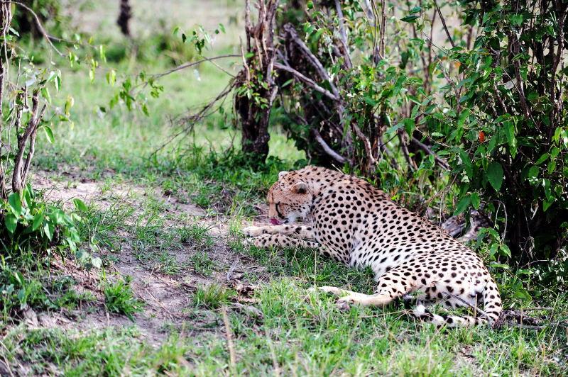 2609-獵豹-馬賽馬拉國家公園-肯亞