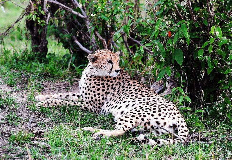 2612-獵豹-馬賽馬拉國家公園-肯亞