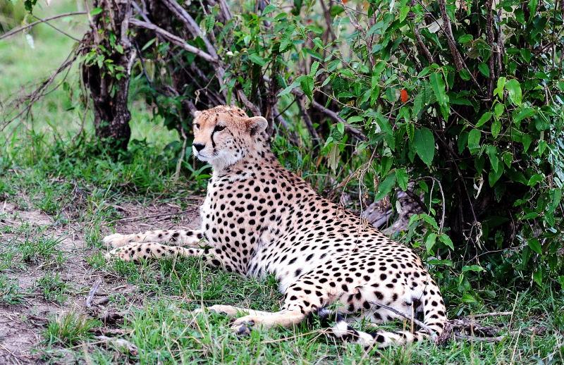 2616-獵豹-馬賽馬拉國家公園-肯亞