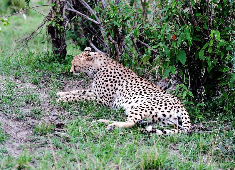 2618-獵豹-馬賽馬拉國家公園-肯亞
