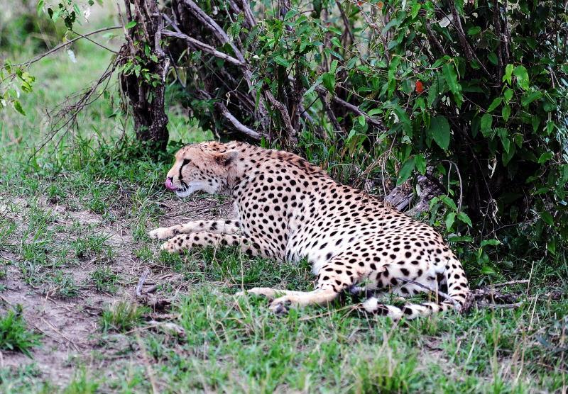 2619-獵豹-馬賽馬拉國家公園-肯亞