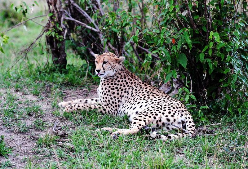 2621-獵豹-馬賽馬拉國家公園-肯亞