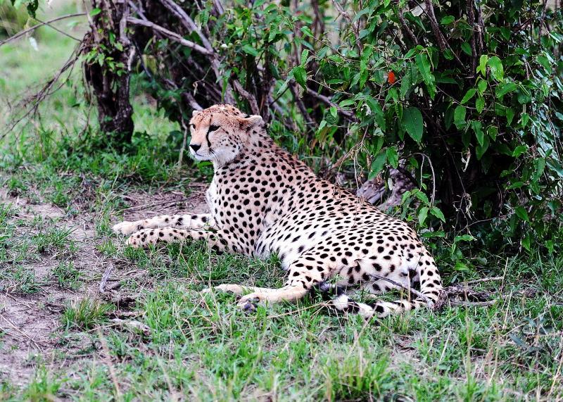 2622-獵豹-馬賽馬拉國家公園-肯亞