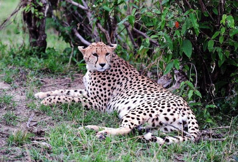 2626-獵豹-馬賽馬拉國家公園-肯亞