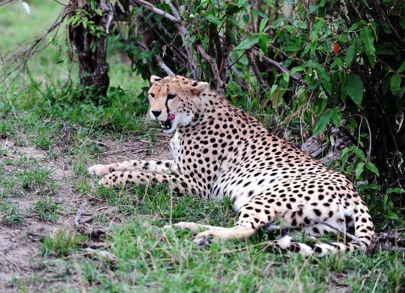 2629-獵豹-馬賽馬拉國家公園-肯亞