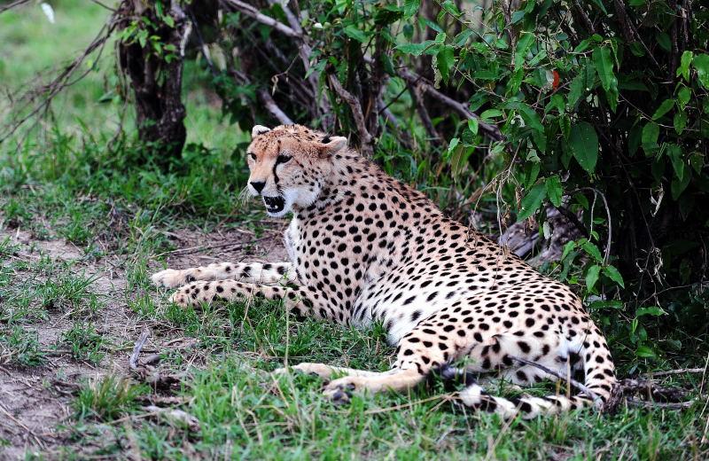 2630-獵豹-馬賽馬拉國家公園-肯亞
