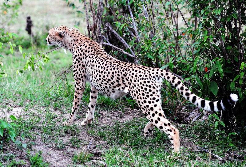 2632-獵豹-馬賽馬拉國家公園-肯亞