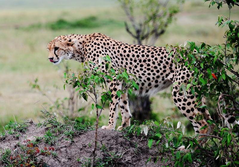 2633-獵豹-馬賽馬拉國家公園-肯亞