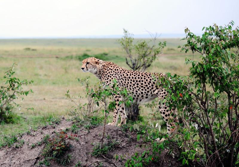 2635-獵豹-馬賽馬拉國家公園-肯亞