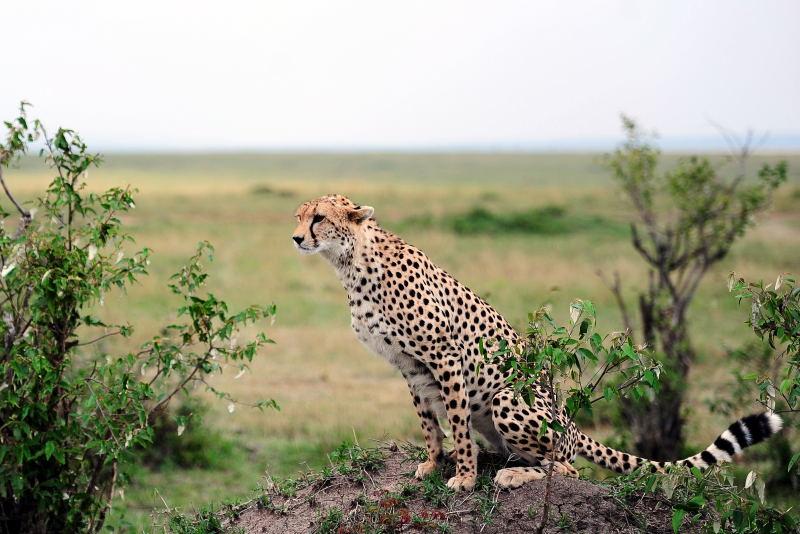 2639-獵豹-馬賽馬拉國家公園-肯亞