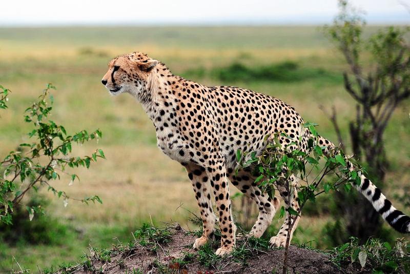 2646-獵豹-馬賽馬拉國家公園-肯亞