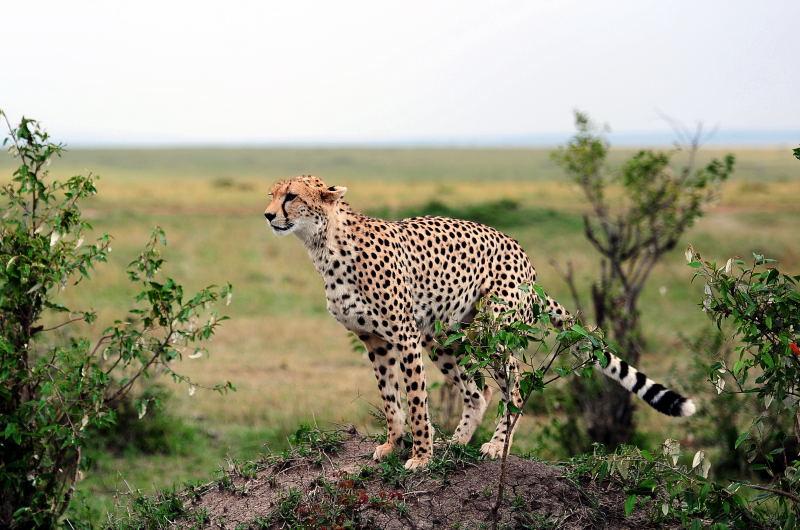 2651-獵豹-馬賽馬拉國家公園-肯亞