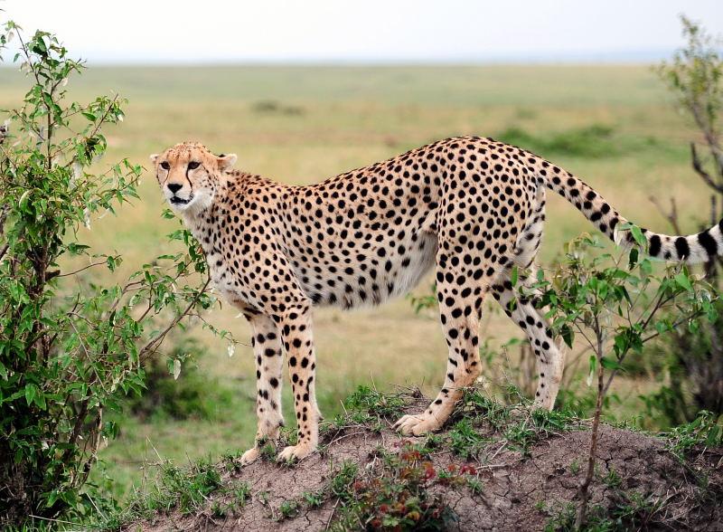 2655-獵豹-馬賽馬拉國家公園-肯亞