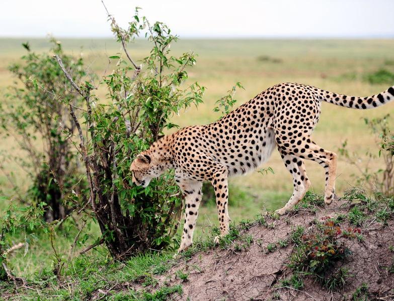 2663-獵豹-馬賽馬拉國家公園-肯亞