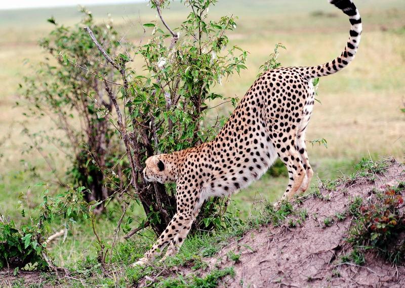 2665-獵豹-馬賽馬拉國家公園-肯亞