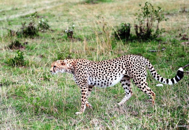 2670-獵豹-馬賽馬拉國家公園-肯亞