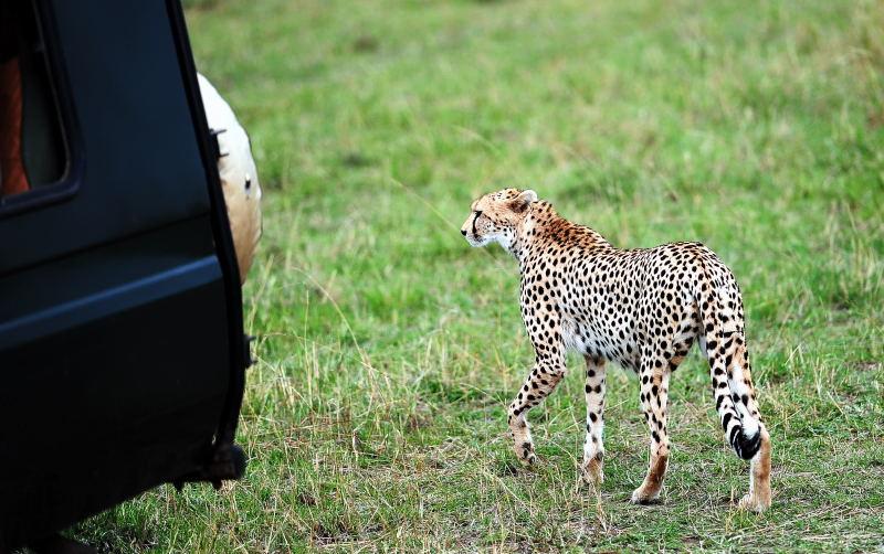 2673-獵豹-馬賽馬拉國家公園-肯亞
