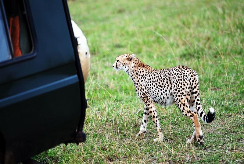 2675-獵豹-馬賽馬拉國家公園-肯亞