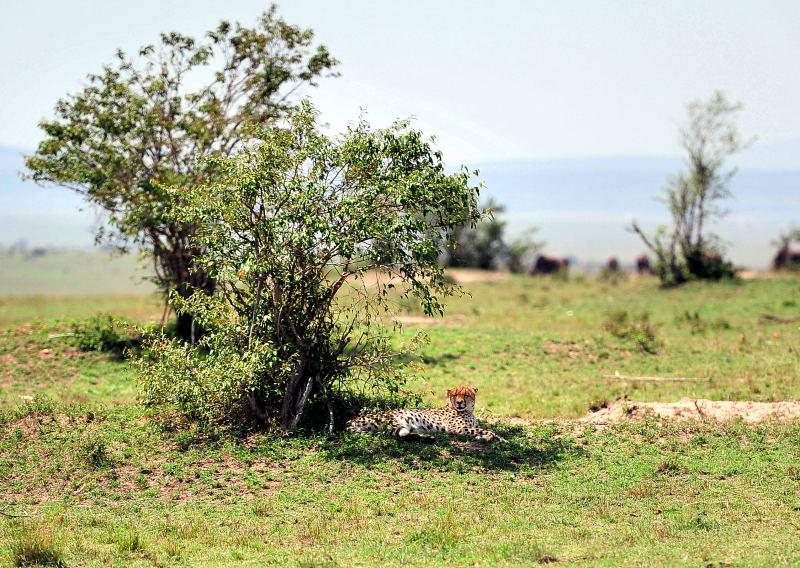 2677-獵豹-馬賽馬拉國家公園-肯亞