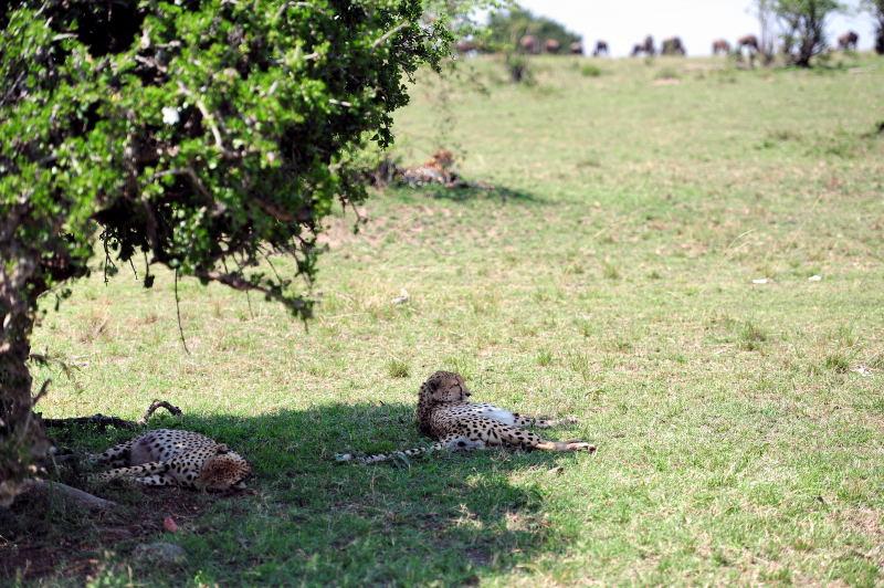 2684-獵豹-馬賽馬拉國家公園-肯亞