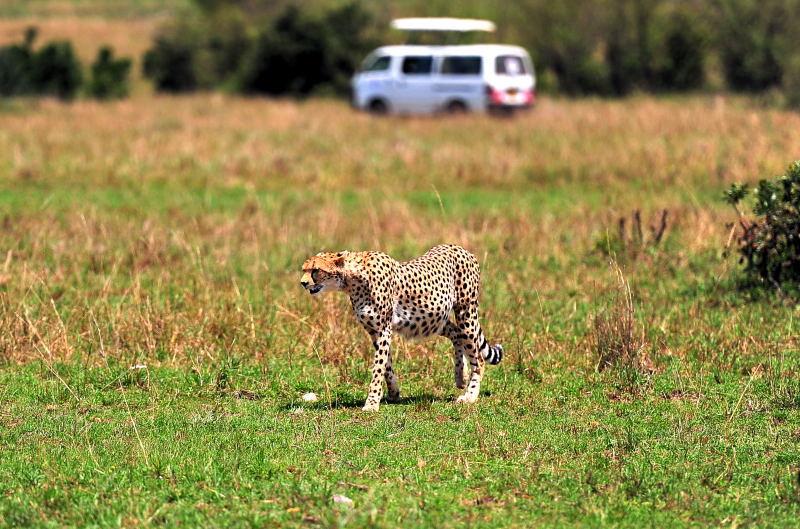 2688-獵豹-馬賽馬拉國家公園-肯亞