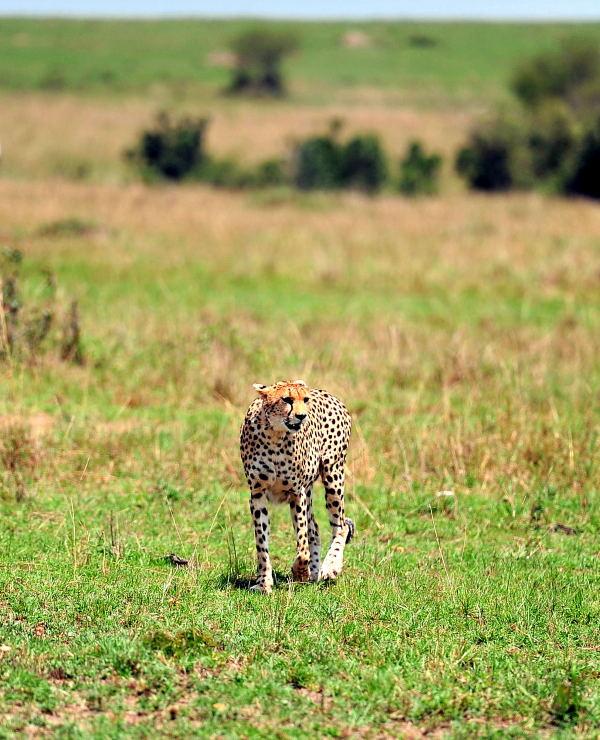 2694-獵豹-馬賽馬拉國家公園-肯亞