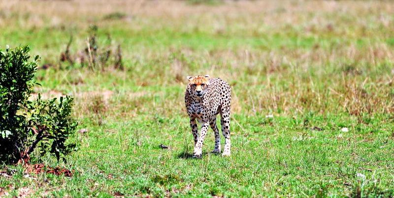 2695-獵豹-馬賽馬拉國家公園-肯亞