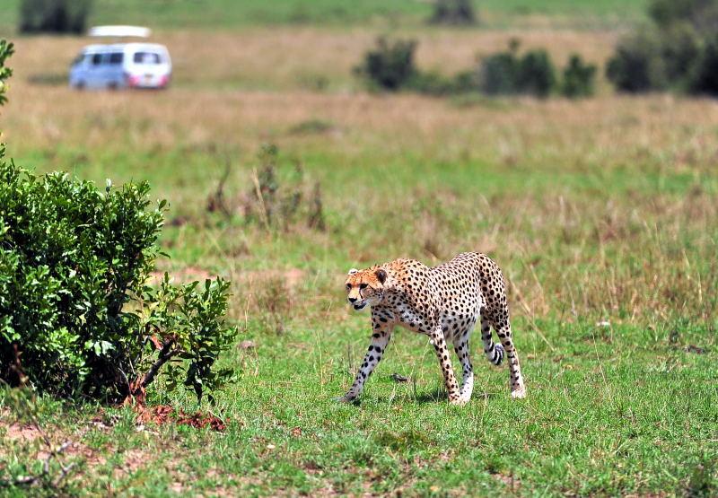 2696-獵豹-馬賽馬拉國家公園-肯亞