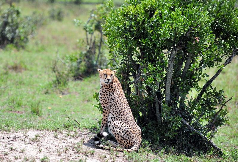 2705-獵豹-馬賽馬拉國家公園-肯亞