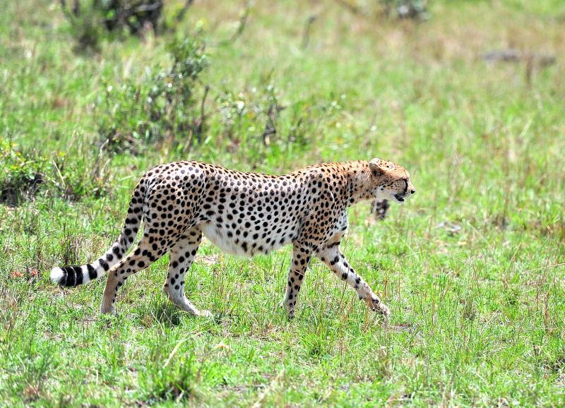 2710-獵豹-馬賽馬拉國家公園-肯亞