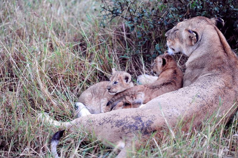 2940-獅群-馬賽馬拉國家公園