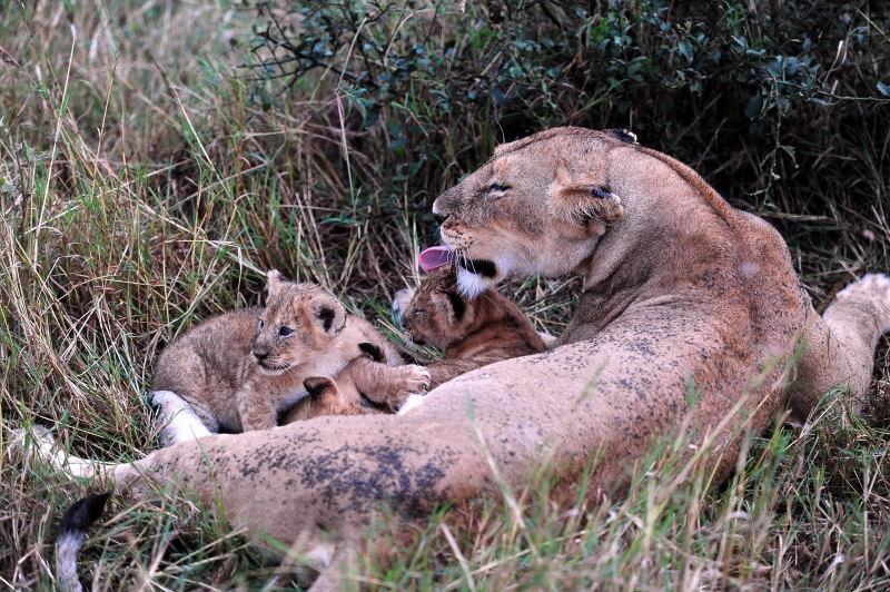 2944-獅群-馬賽馬拉國家公園