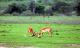 31.馬賽馬拉公園的羚羊